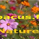 online radio Abacus FM Nature,